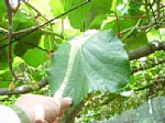 dsc01187.jpg