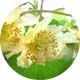 香緑の雌花