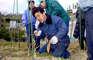 接ぎ木の実技講習