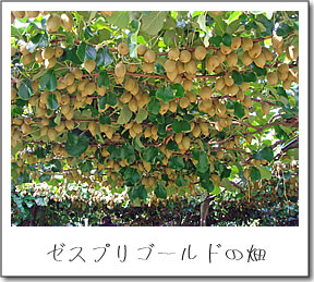 ゼスプリゴールド キウイの畑