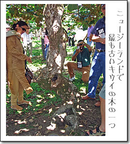 ニュージーランドでもっとも古いキウイの木の一つ