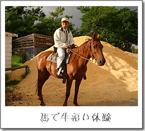 馬で牛追い体験