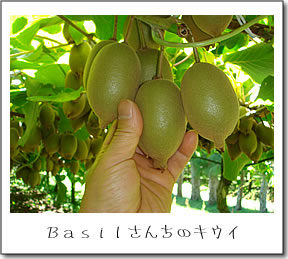 basilさんちのキウイ