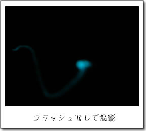 土蛍の発光